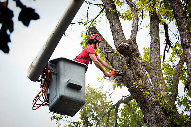 Lakeside, VA Tree Care Services Company